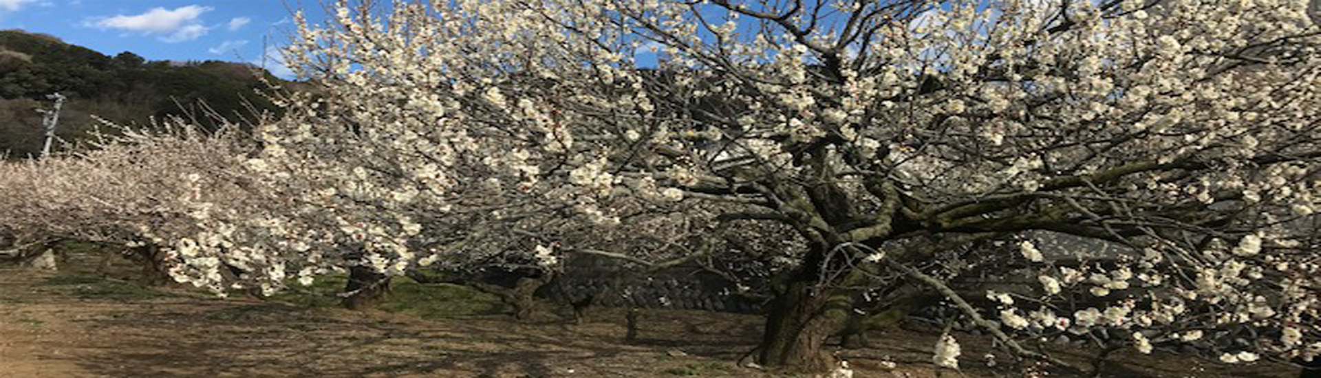 藤沢市行政書士